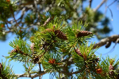 DSC_0184 (Large).JPG